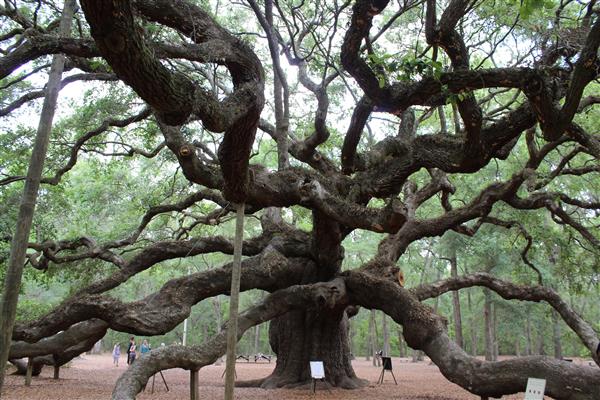 Fun things to do in Charleston : Angel Oak Tree on Johns Island, SC. 