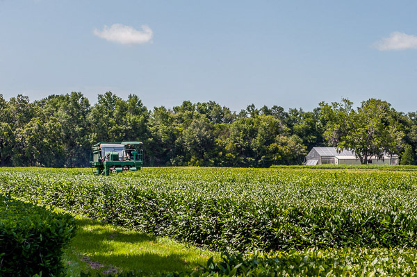 Fun things to do in Charleston : Charleston Tea Plantation  Wadmalaw Island, SC. 