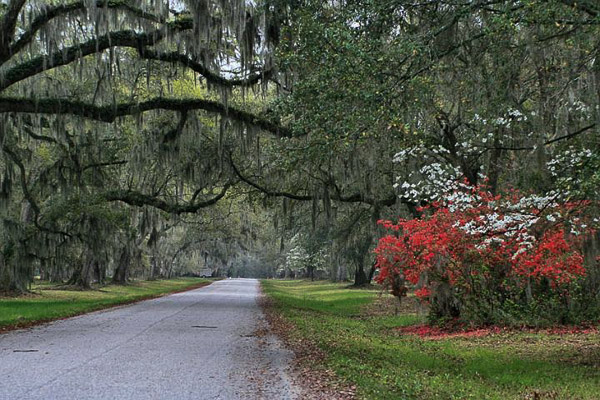 Fun things to do in Charleston : Mepkin Abbey and Gardens  - Moncks Corner in Moncks Corner SC. 