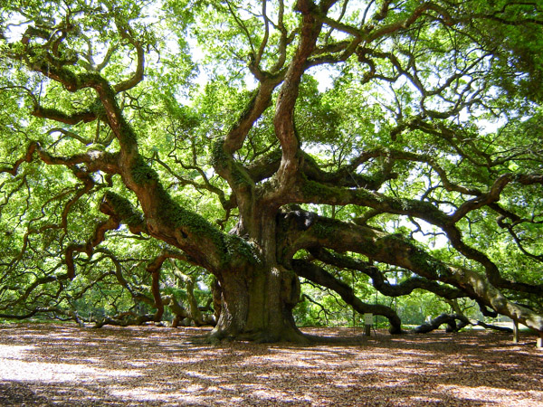 Fun things to do in Charleston : Angel Tree. 